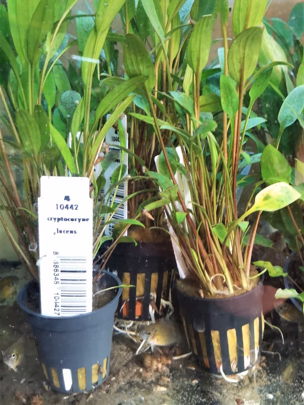 CRYPTOCORYNE LUCENS - PLANTE AQUATIQUE - PLANTE AQUARIUM