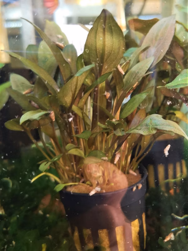 CRYPTOCORYNE UNDULATUS ROUGE - PLANTE AQUATIQUE - PLANTE AQUARIUM