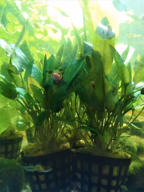 CRYPTOCORYNE WENDTII BRUNE - PLANTE AQUATIQUE - PLANTE AQUARIUM