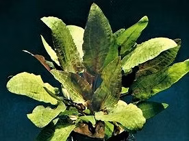 CRYPTOCORYNE WENDTII MI OYA - PLANTE AQUATIQUE - PLANTE AQUARIUM