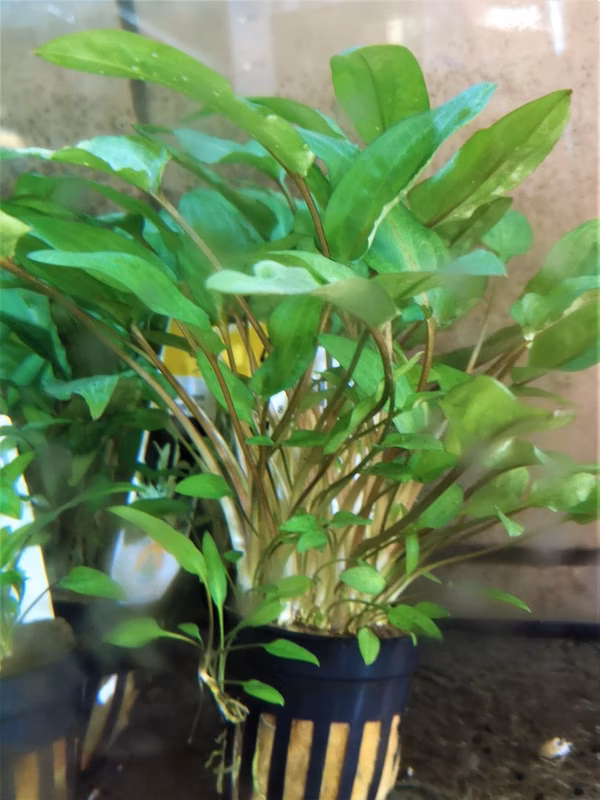 CRYPTOCORYNE WENDTII VERTE - PLANTE AQUATIQUE - PLANTE AQUARIUM