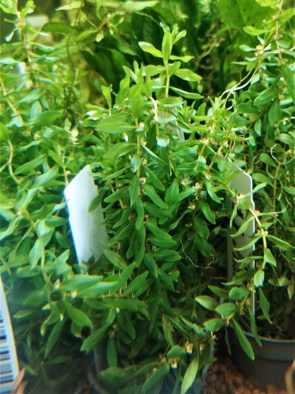 DIDIPLIS DIANDRA - PLANTE AQUATIQUE - PLANTE AQUARIUM