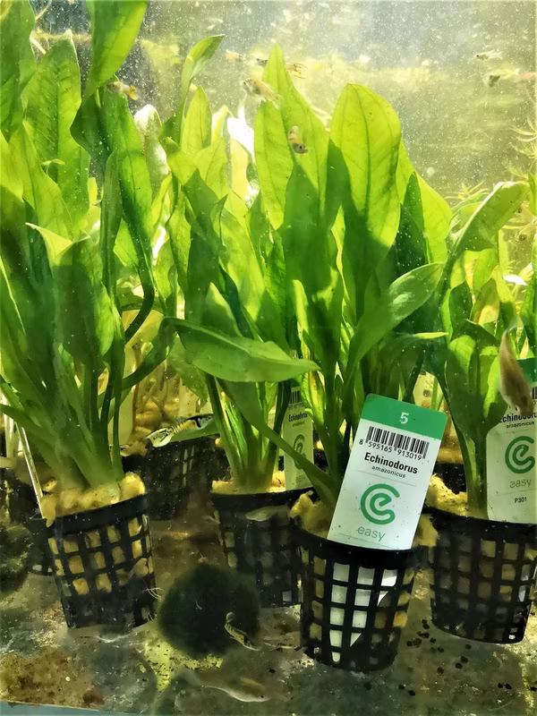 ECHINODORUS AMAZONICUS - PLANTE AQUATIQUE - PLANTE AQUARIUM