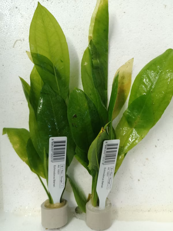 ECHINODORUS BLEHERI - PLANTE AQUATIQUE - PLANTE AQUARIUM