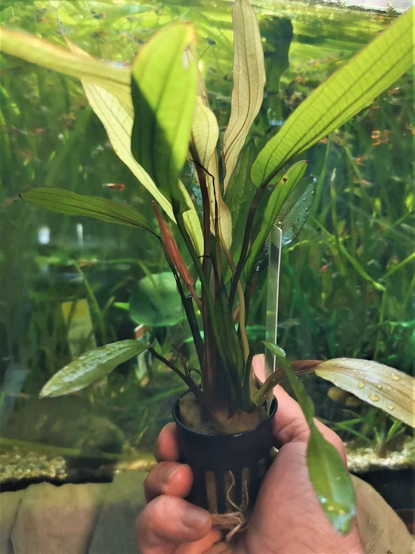 ECHINODORUS BRIGHT FLAME - PLANTE AQUATIQUE - PLANTE AQUARIUM