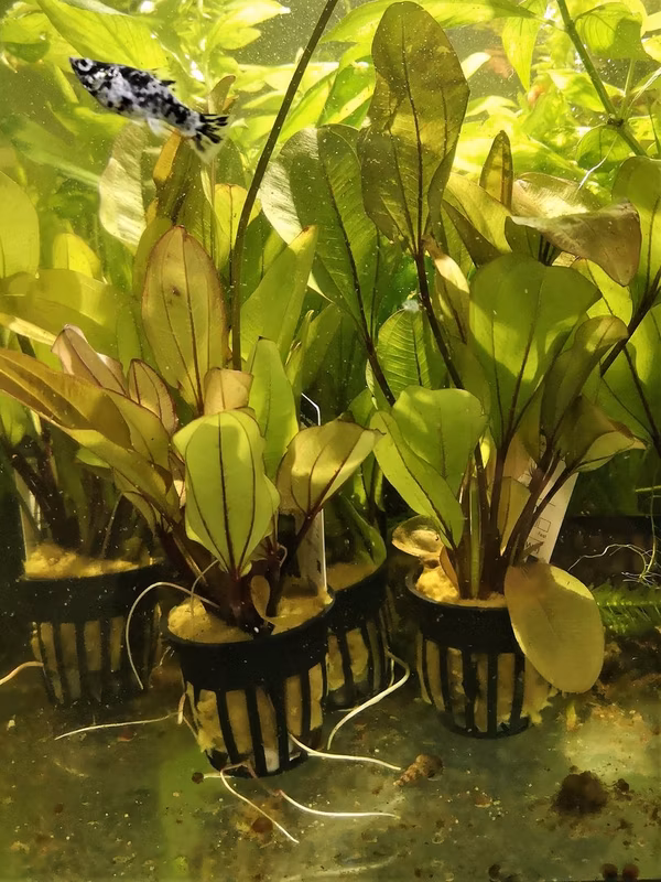 ECHINODORUS IPICA - PLANTE AQUATIQUE - PLANTE AQUARIUM