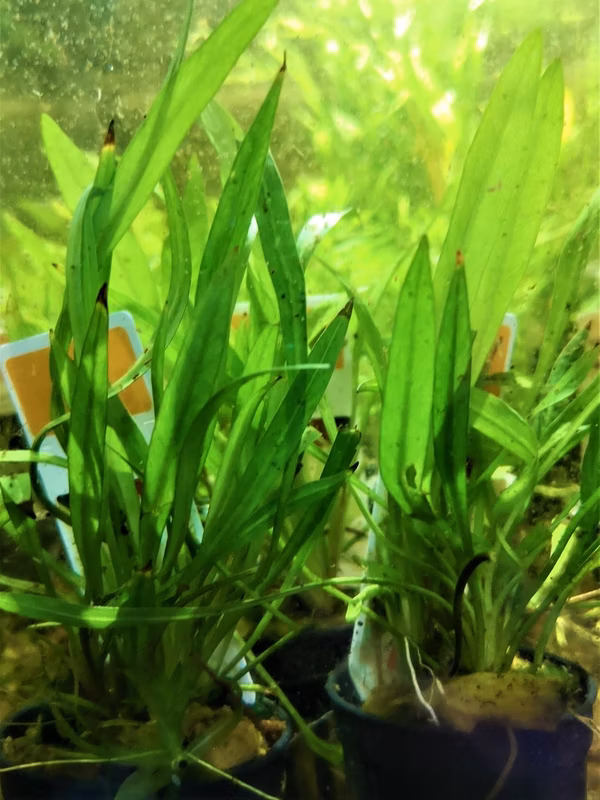 ECHINODORUS LATIFOLIUS XINGU - PLANTE AQUATIQUE - PLANTE AQUARIUM