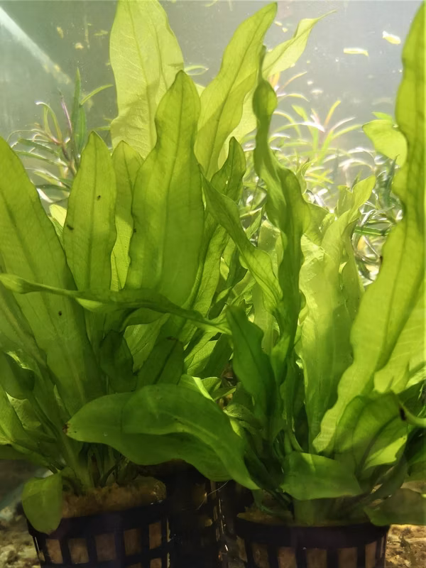 ECHINODORUS MAJOR - PLANTE AQUATIQUE - PLANTE AQUARIUM