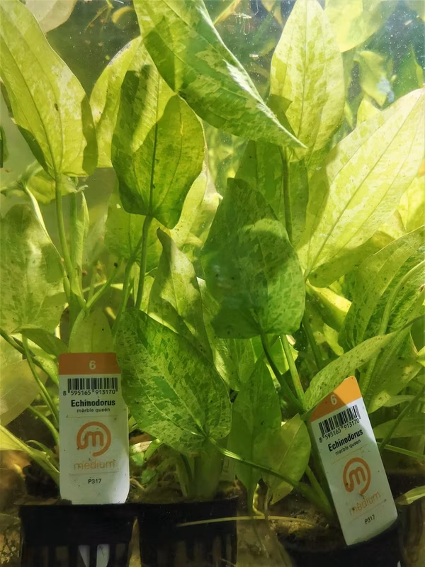 ECHINODORUS MARBLE QUEEN - PLANTE AQUATIQUE - PLANTE AQUARIUM