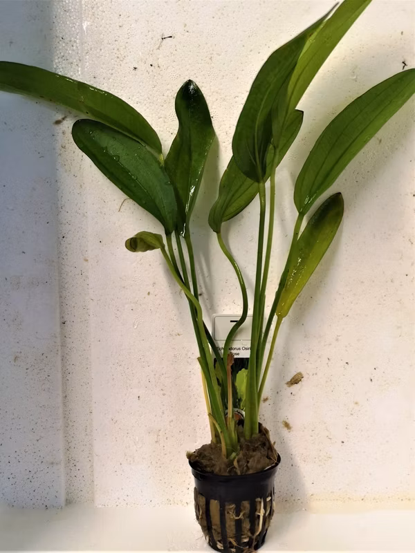 ECHINODORUS OSIRIS ROSE - PLANTE AQUATIQUE - PLANTE AQUARIUM