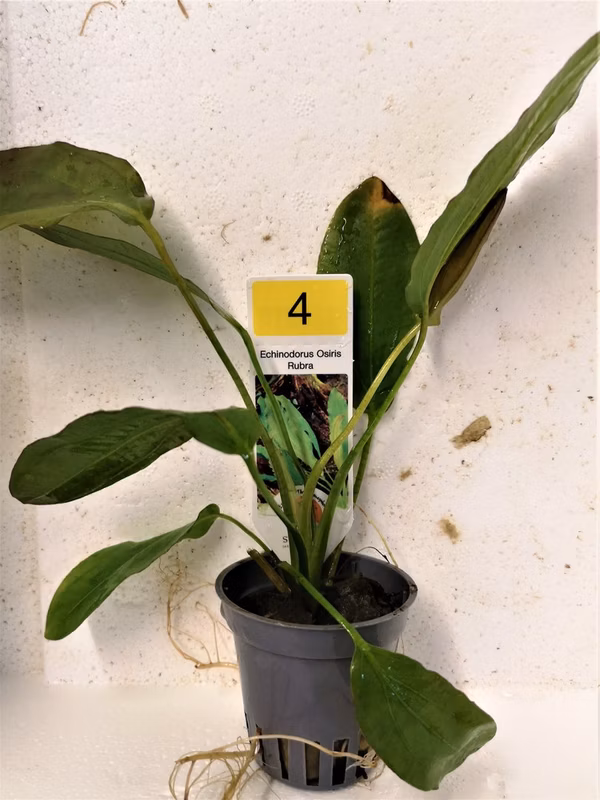 ECHINODORUS OSIRIS RUBRA - PLANTE AQUATIQUE - PLANTE AQUARIUM