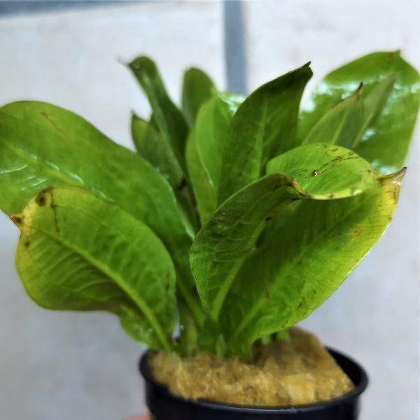 ECHINODORUS PARVIFLORUS - PLANTE AQUATIQUE - PLANTE AQUARIUM