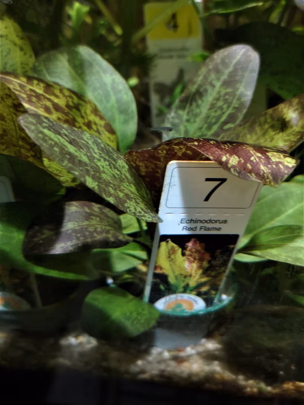 ECHINODORUS RED FLAME - PLANTE AQUATIQUE - PLANTE AQUARIUM