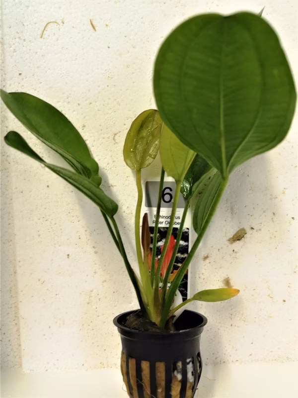 ECHINODORUS ROTER OKTOBER - PLANTE AQUATIQUE - PLANTE AQUARIUM
