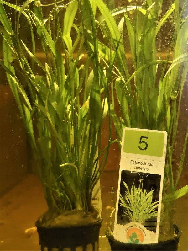 ECHINODORUS TENELLUS BOUQUET PLANTE AQUATIQUE - PLANTE AQUARIUM