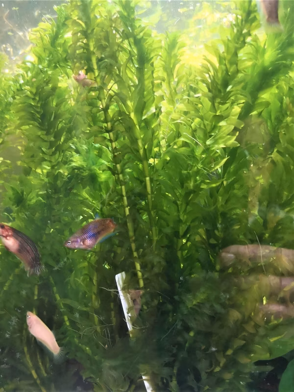 EGERIA DENSA - PLANTE AQUATIQUE - PLANTE AQUARIUM