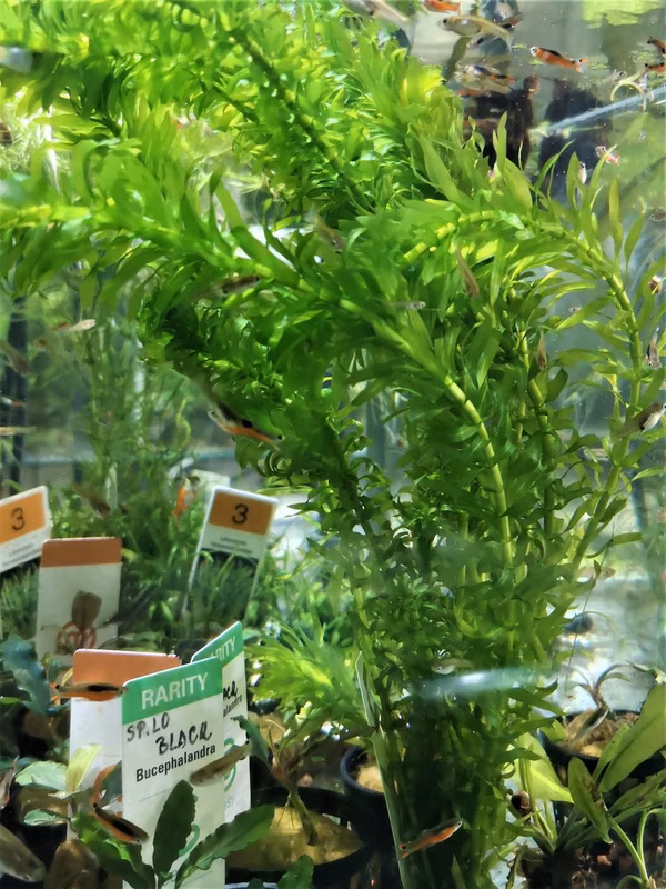 ELODEA CANADENSIS - PLANTE AQUATIQUE - PLANTE AQUARIUM