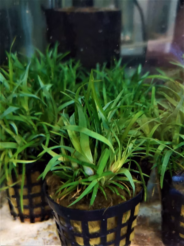 ERIOCAULON VITNAMENSIS - PLANTE AQUATIQUE - PLANTE AQUARIUM