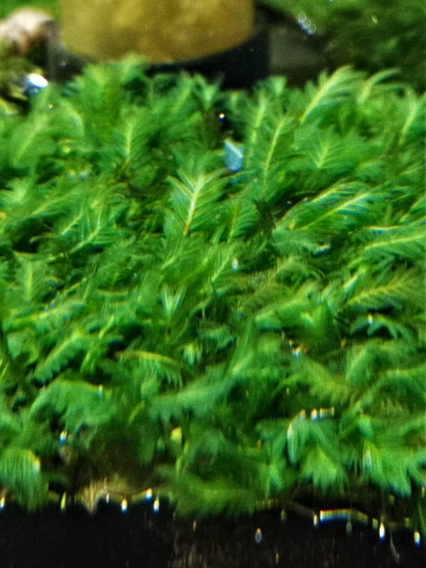 FISSIDENS NOBILIS - PLANTE AQUATIQUE - PLANTE AQUARIUM