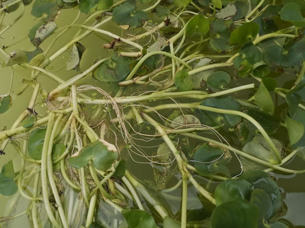 HETERANTHERA RENIFORMIS - PLANTE AQUATIQUE - PLANTE AQUARIUM