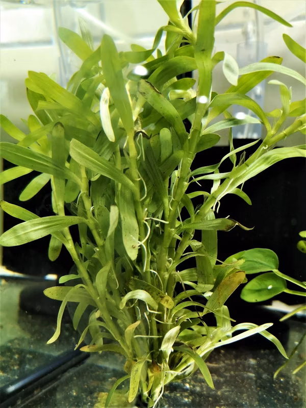 HETERANTHERA ZOSTERIFOLIA - PLANTE AQUATIQUE - PLANTE AQUARIUM