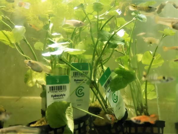 HYDROCOTYLE LEUCOCEPHALA - PLANTE AQUARIUM - PLANTE AQUATIQUE