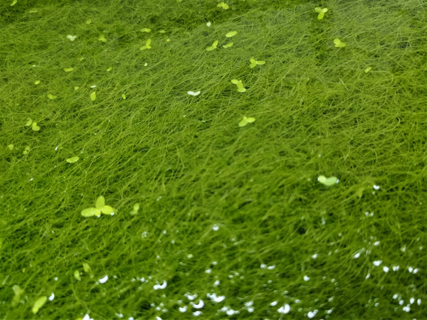 HYDRODICTYON RETICULATUM - PLANTE AQUATIQUE - PLANTE AQUARIUM
