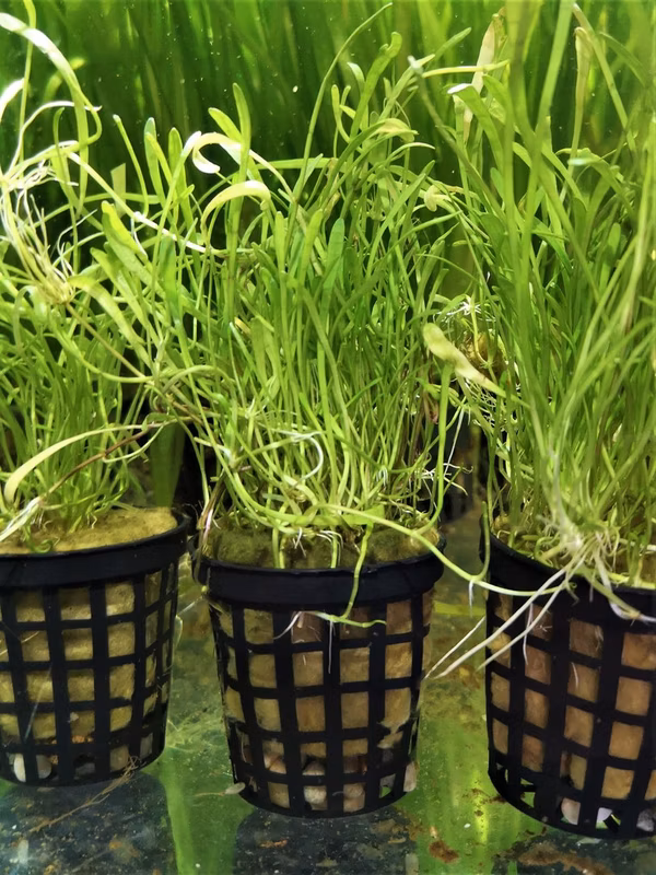 LILALEOPSIS MAURITIANA - PLANTES AQUATIQUE - PLANTE AQUARIUM