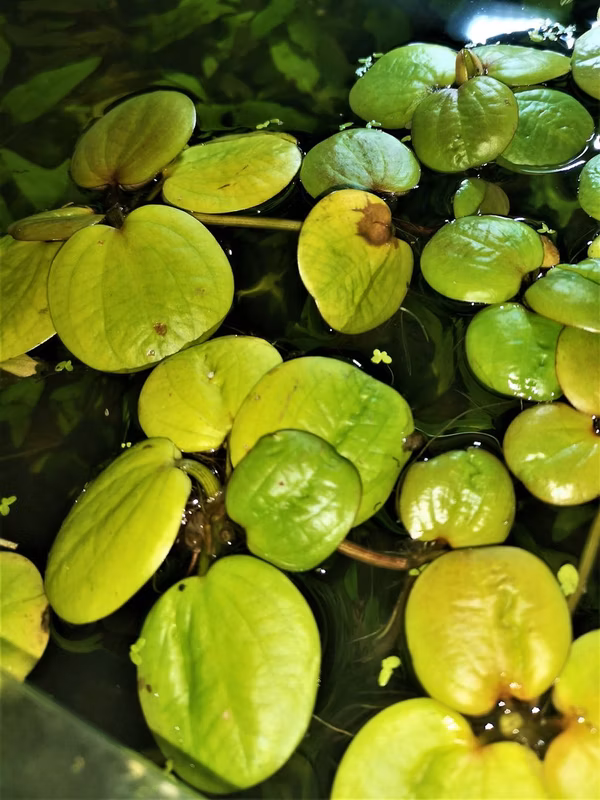 LIMNOBIUM LAEVIGATUM LOT DE 10 PIEDS PLANTE AQUATIQUE FLOTTANTE - PLANTE AQUARIUM FLOTTANTE