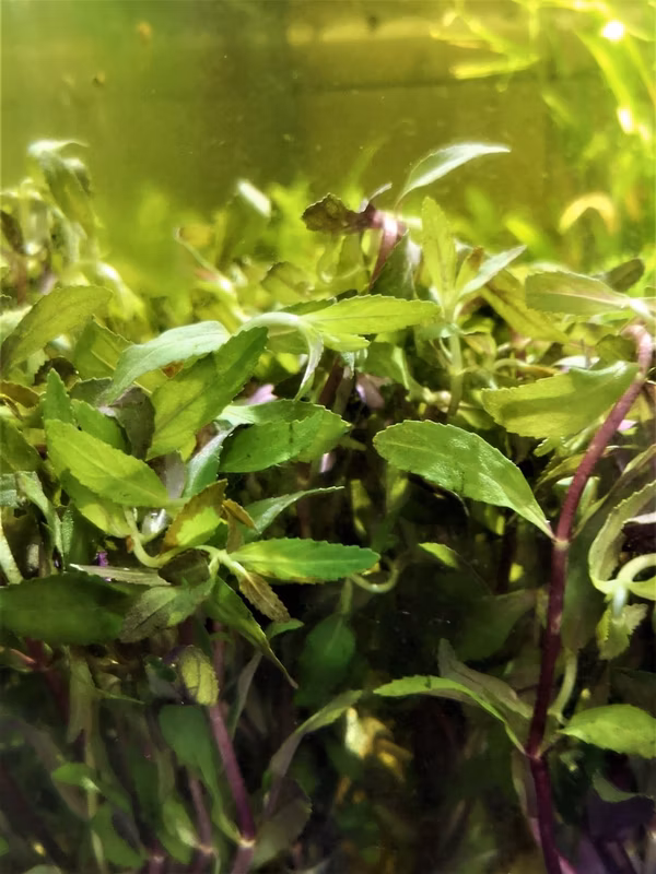 LIMNOPHILA AROMATICA RED - PLANTE AQUATIQUE - PLANTE AQUARIUM