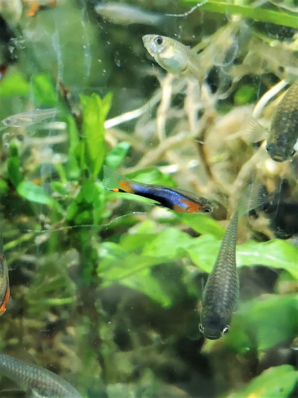 POECILIA ENDLER BLUE STAR - GUPPY ENDLER BLUE STAR
