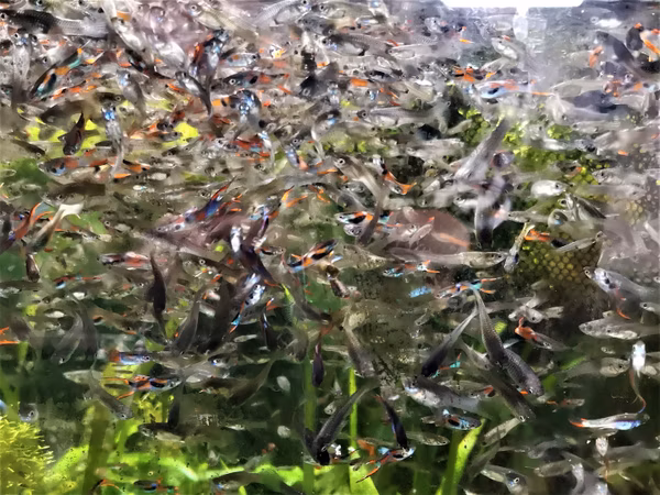 POECILIA ENDLER MIXTE - GUPPY ENDLER MIXTE
