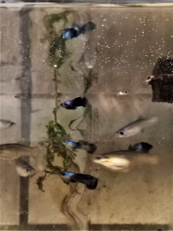 POECILIA ENDLER PANDA - GUPPY PANDA