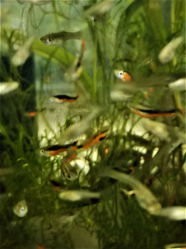 POECILIA ENDLER SANTA MARIA - GUPPY ENDLER SANTA MARIA