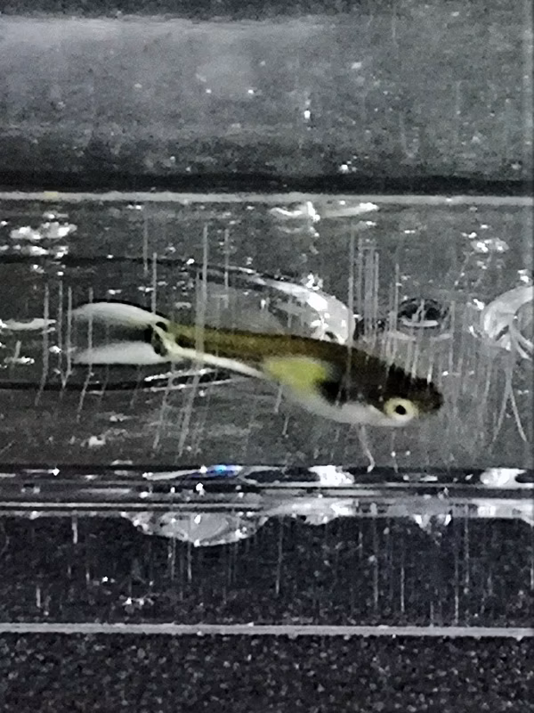 POECILIA ENDLER YELLOW FLAME - GUPPY YELLOW FLAME - ENDLER JAUNE FLAME