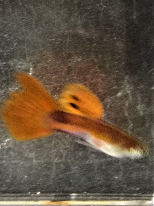 POECILIA RETICULA ROUGE - GUPPY ROUGE - GUPPY RED