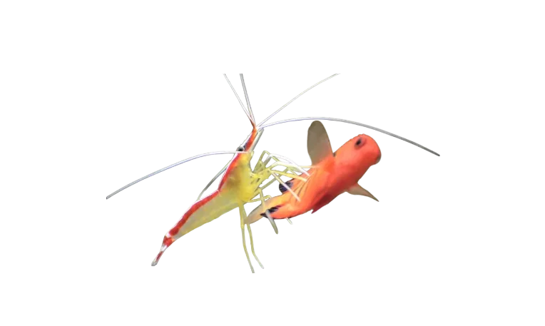 Cleaner Shrimp Medium