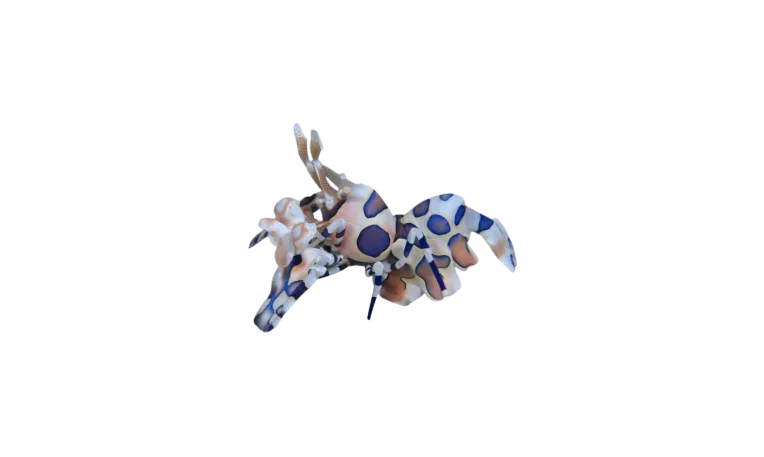 Harlequin Shrimp Small