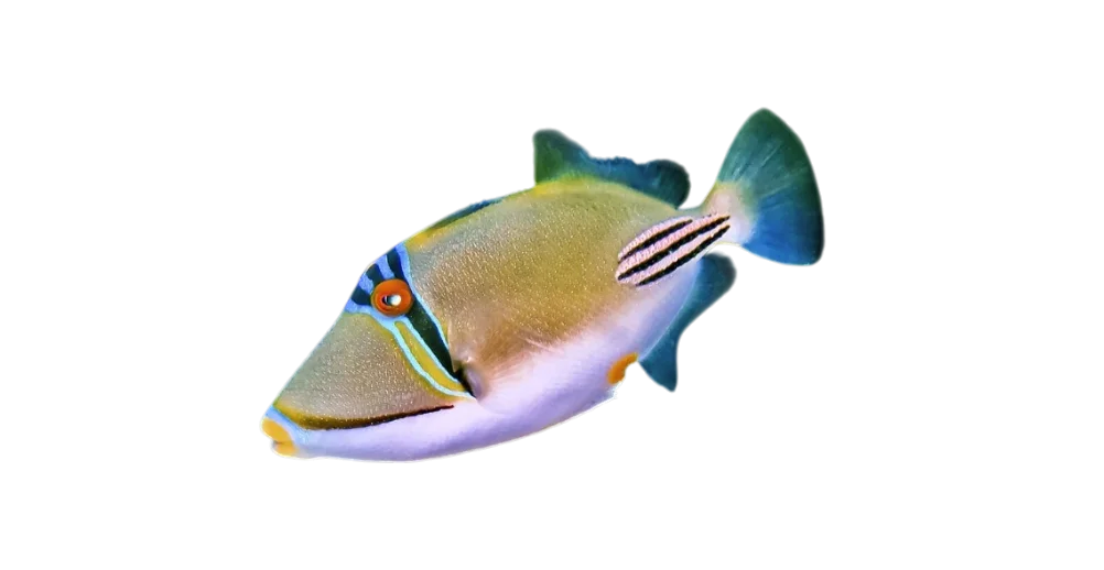 Red Sea Picasso Trigger Large