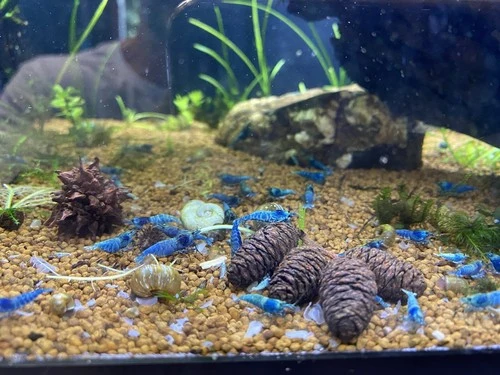 Extreme Blue Bolt (EBB) Shrimp juveniles-USA Homebred