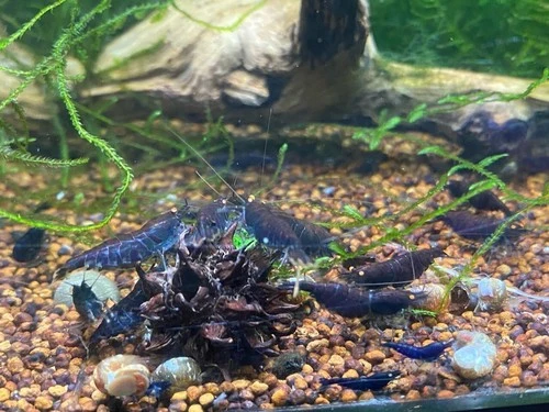 Homebred Orange Eye Blue Tiger (OEBT) Shrimp – USA‑Bred Quality | BARCK Aquatics-Available Neocaridina parameters too!