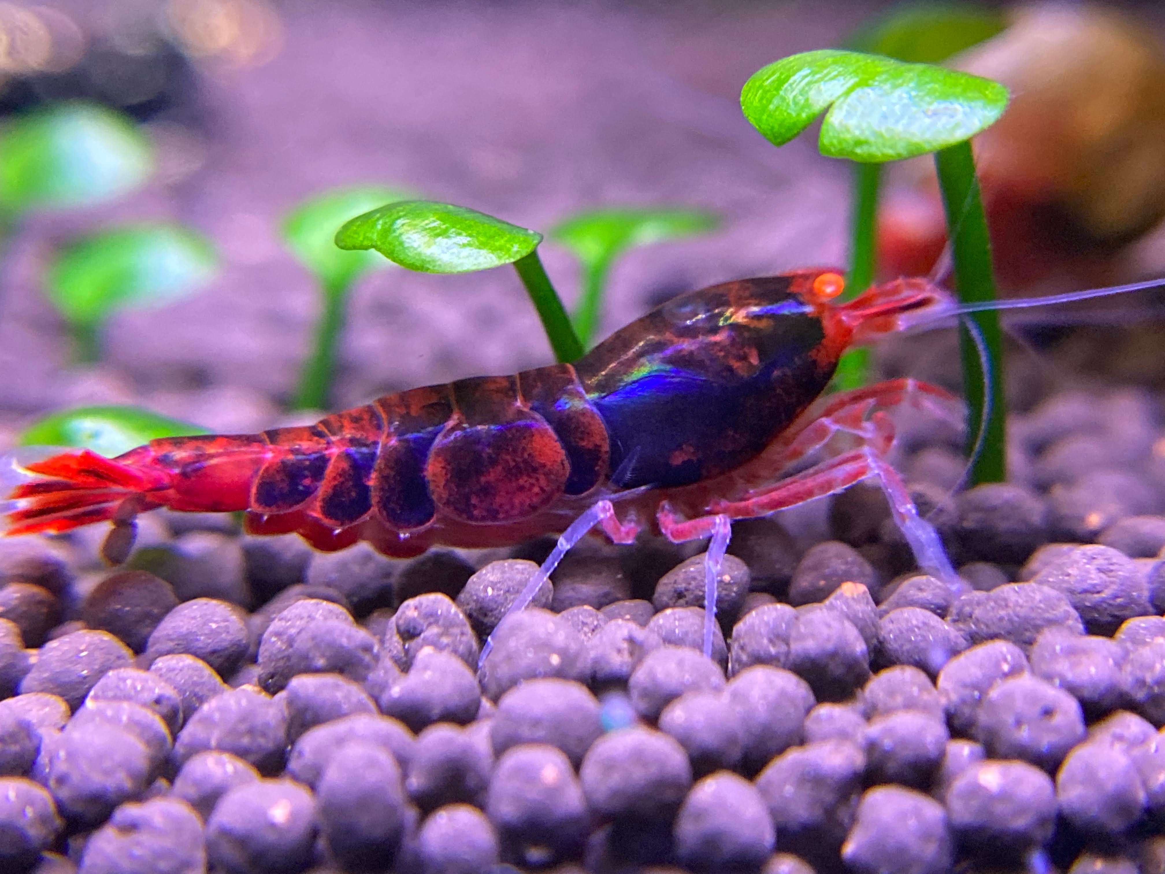Orange Eye Red King Kong (OERKK) Extreme