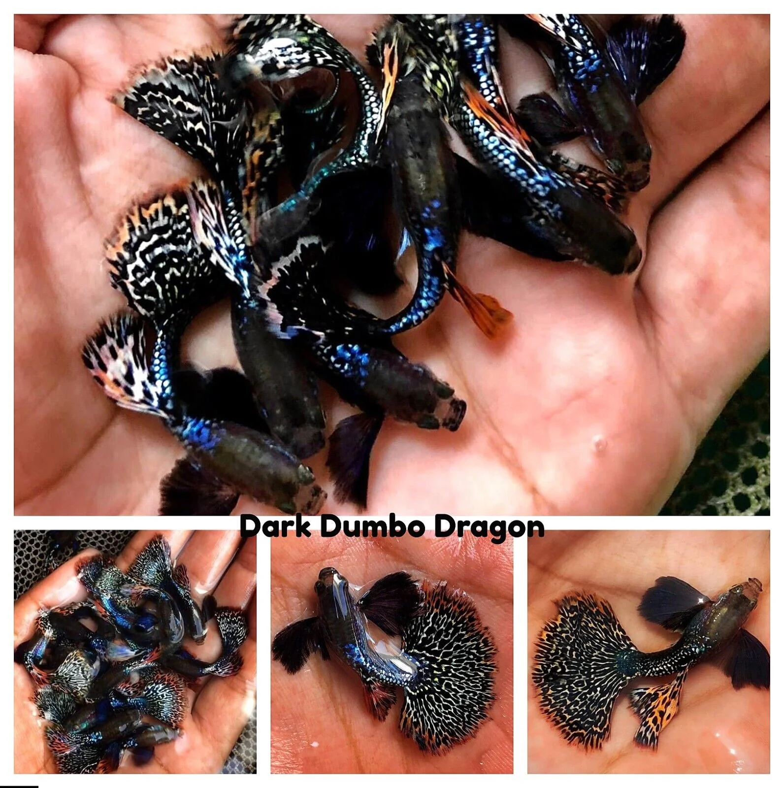 BUY 3 PAIRS, GET 1 FREE | Aquarium Guppy Fish High Quality - Dark Dumbo Dragon