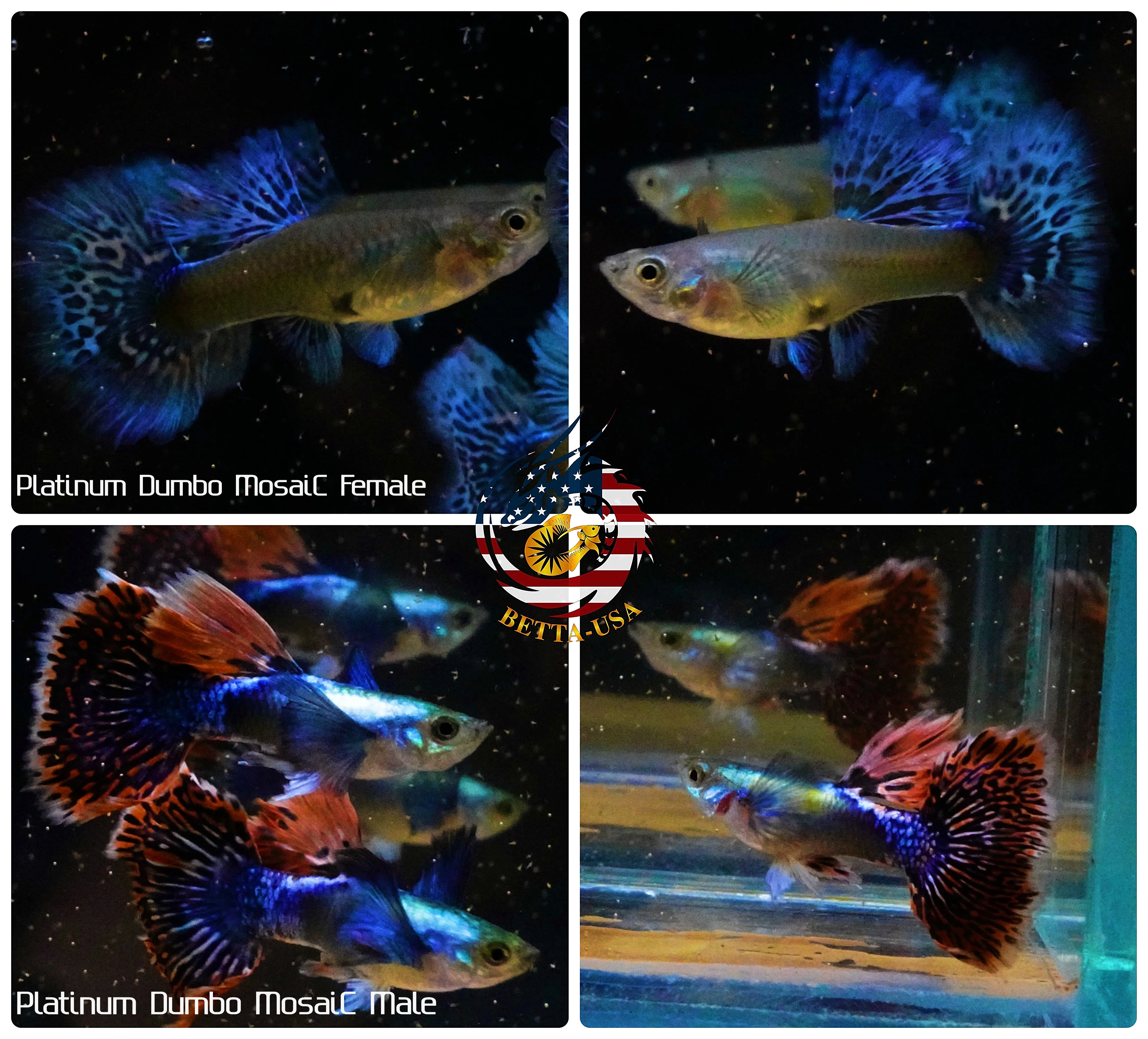BUY 3 PAIRS, GET 1 FREE | Aquarium Guppy Fish High Quality - Dumbo Mosaic