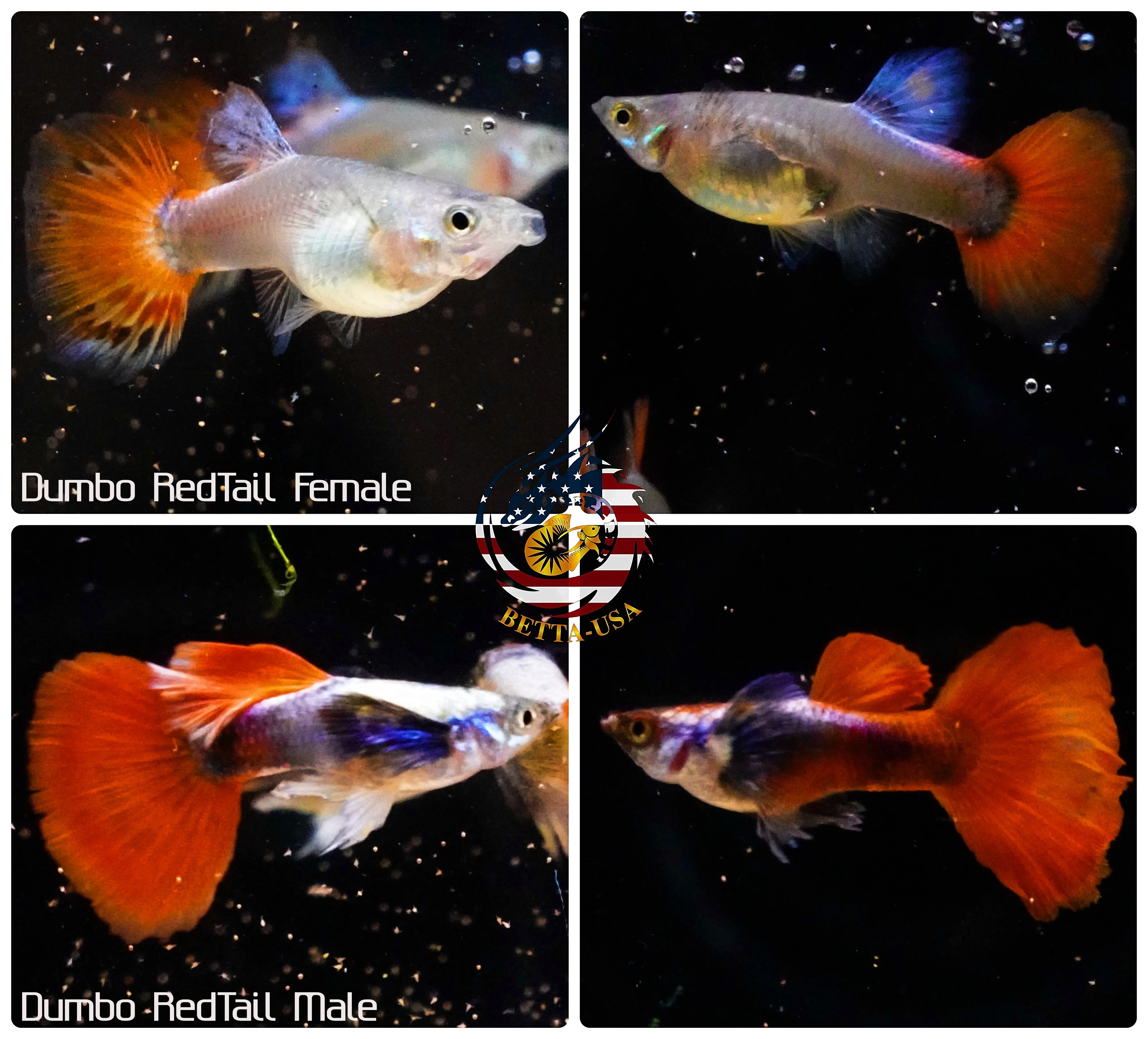 BUY 3 PAIRS, GET 1 FREE | Aquarium Guppy Fish High Quality - Dumbo Red Tail