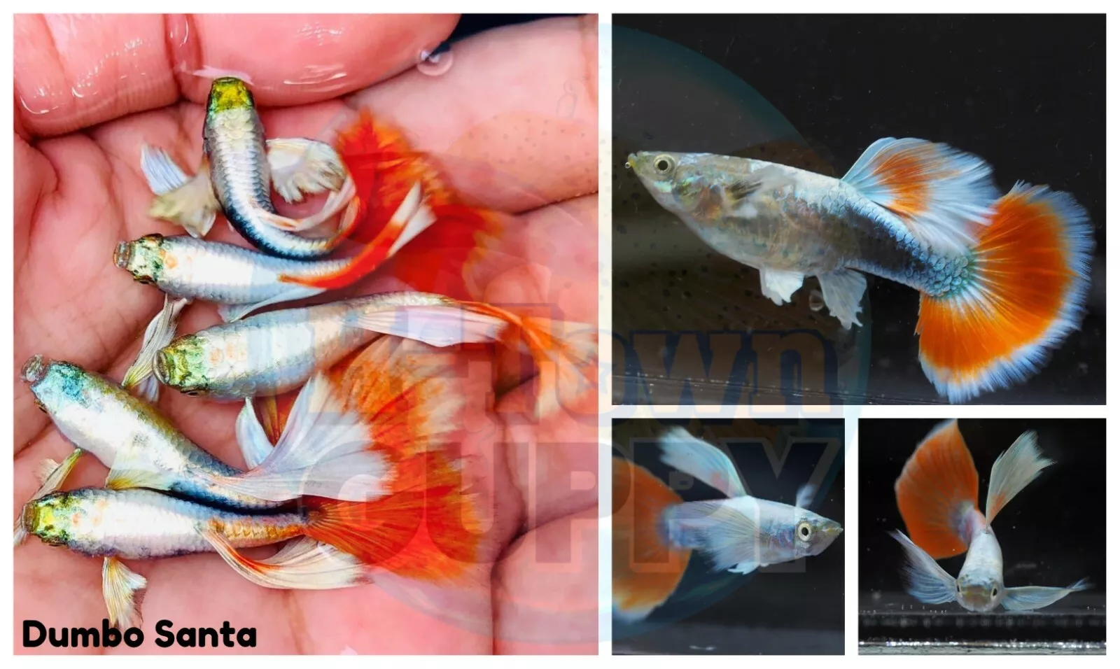 BUY 3 PAIRS, GET 1 FREE | Aquarium Guppy Fish High Quality - Dumbo Santa Claus
