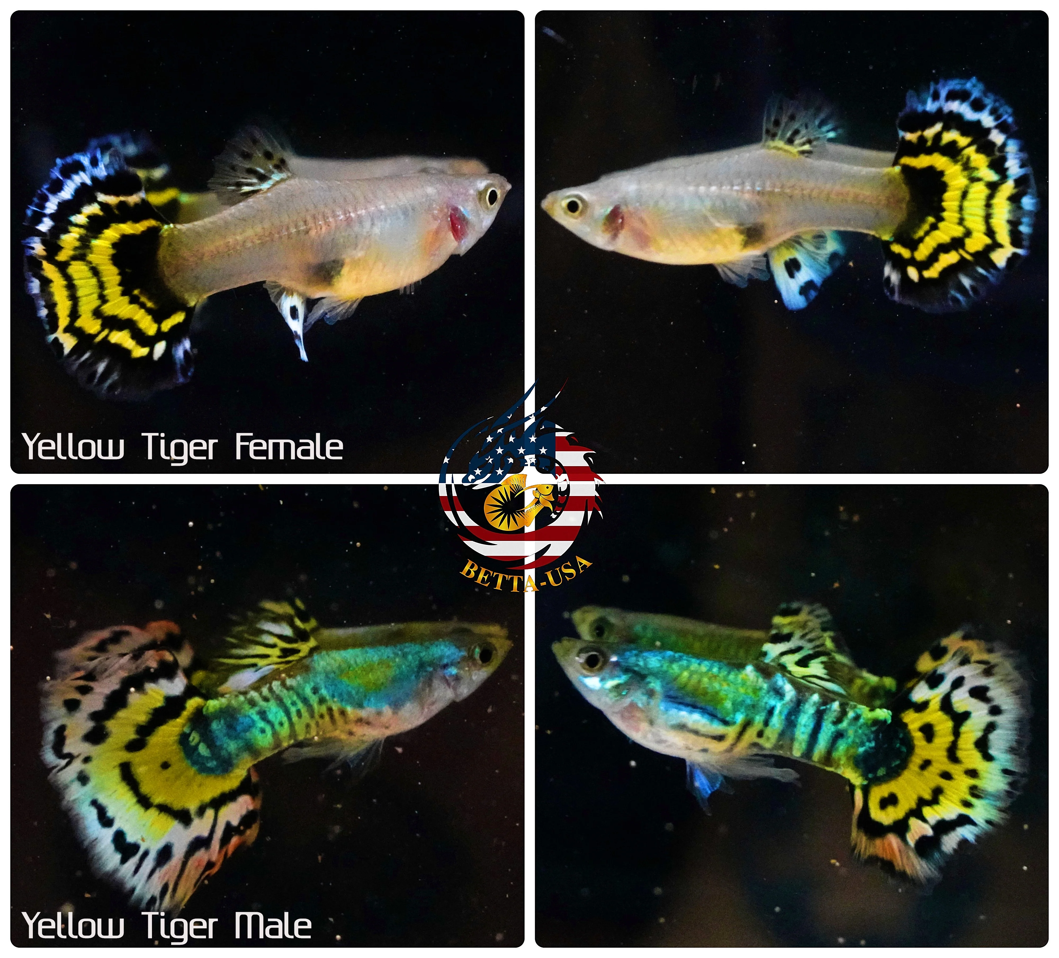 BUY 3 PAIRS, GET 1 FREE | Aquarium Guppy Fish High Quality - Yellow Tiger Halfmoon