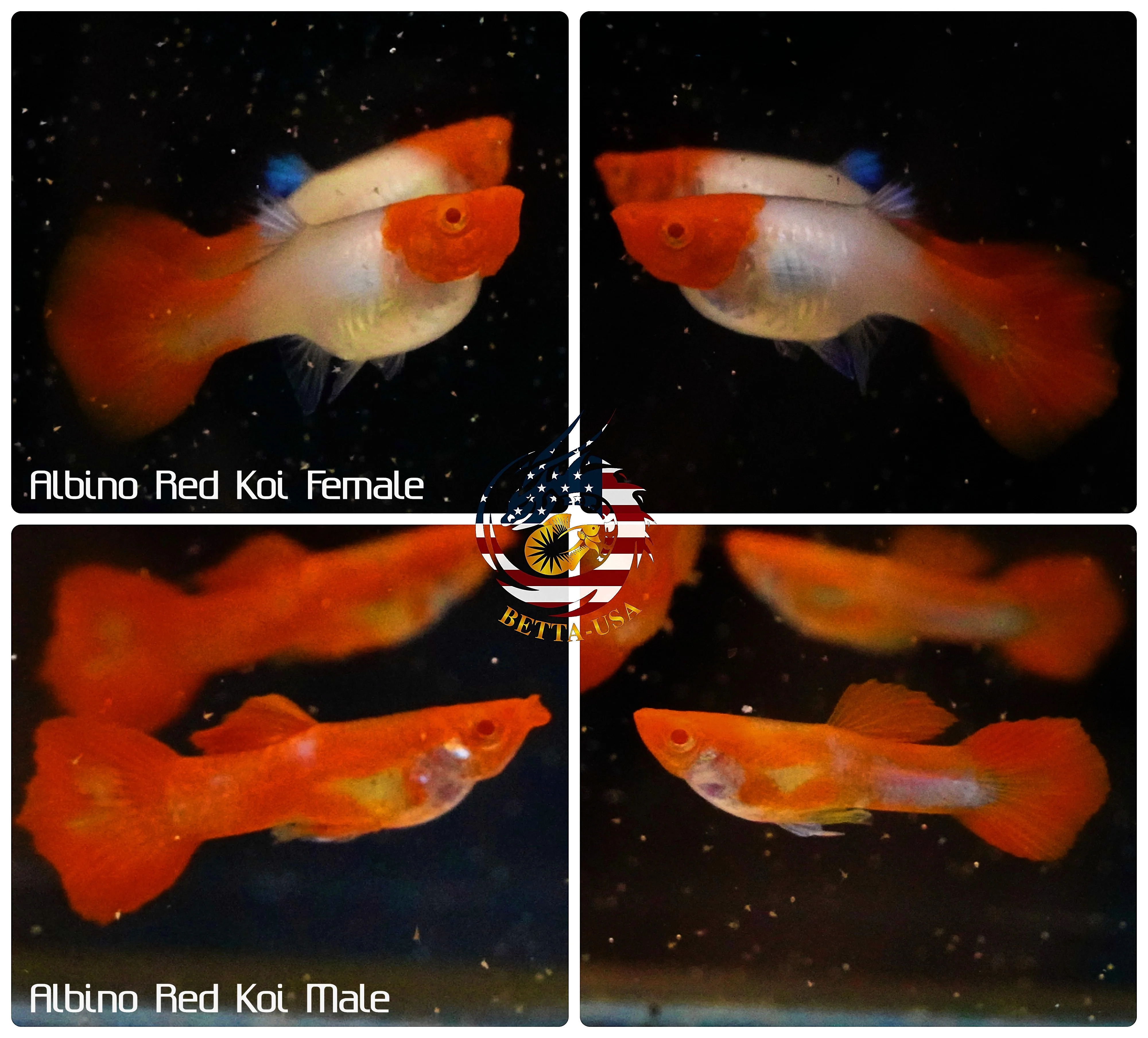 BUY 3 PAIRS, GET 1 FREE | Live Aquarium Guppy Fish High Quality - Albino Red Koi