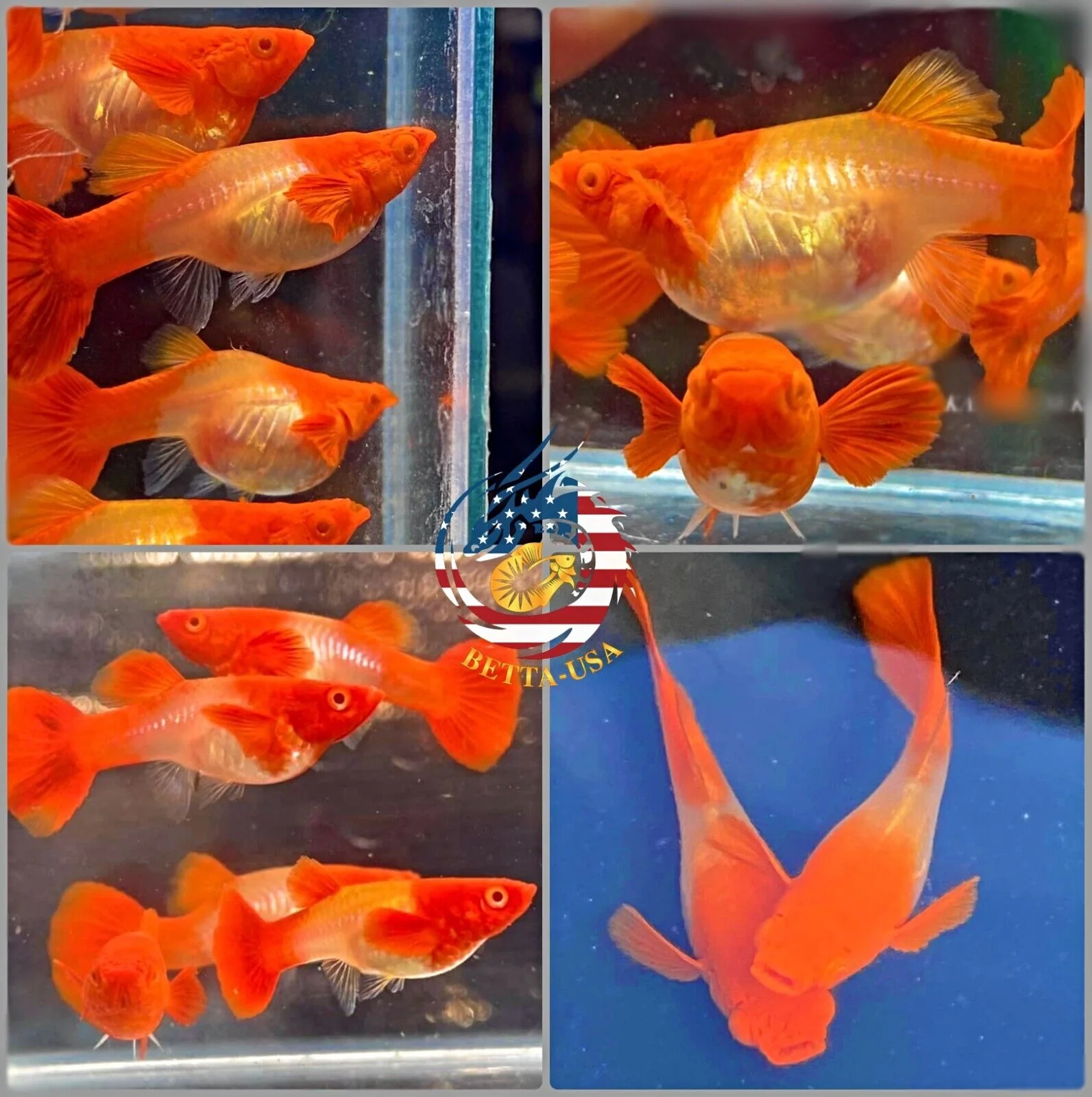 BUY 3 PAIRS, GET 1 FREE | Live Aquarium Guppy Fish High Quality - Albino Red Koi Ears