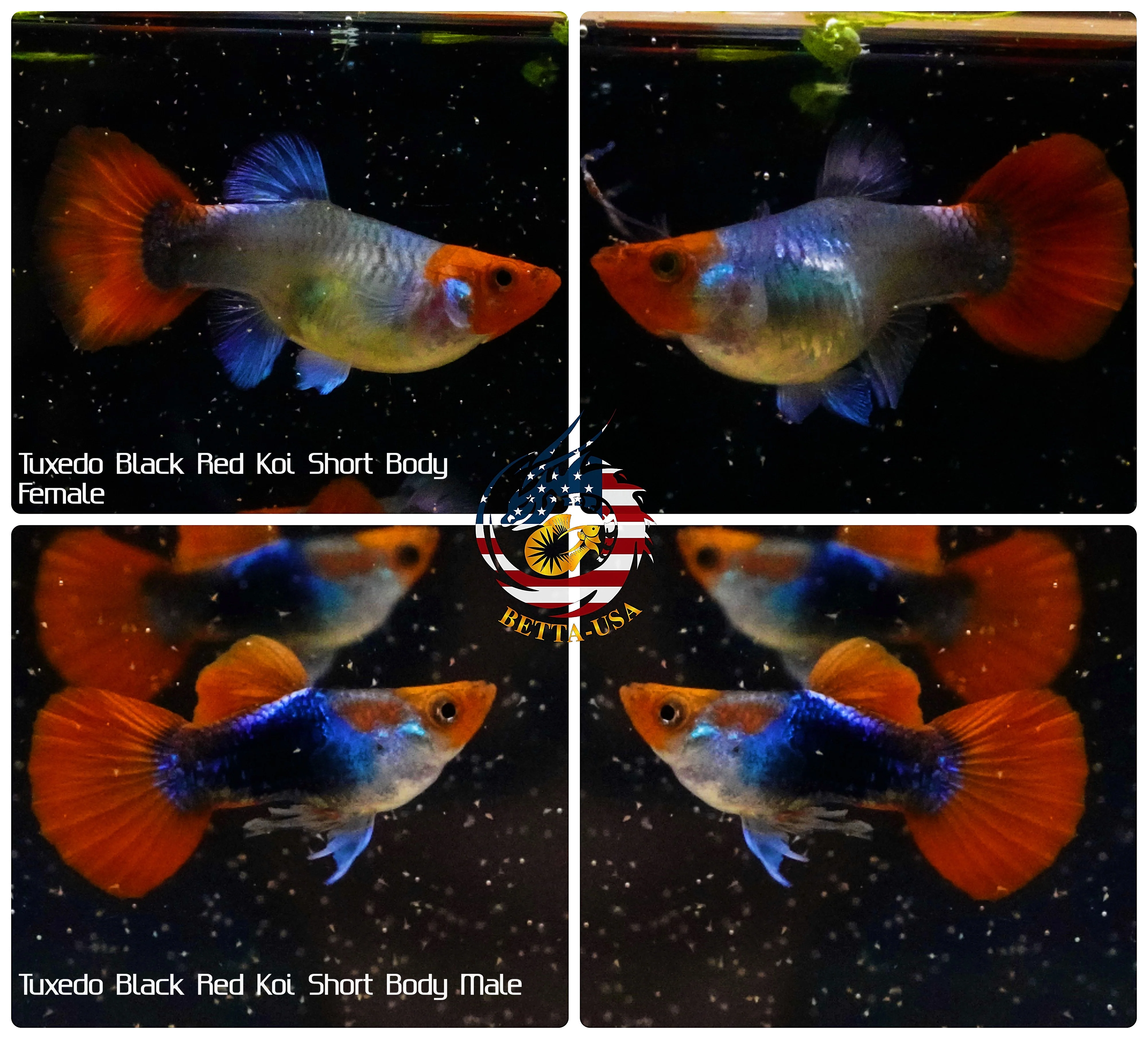 BUY 3 PAIRS, GET 1 FREE | Live Aquarium Guppy Fish High Quality - Black Koi Short Body